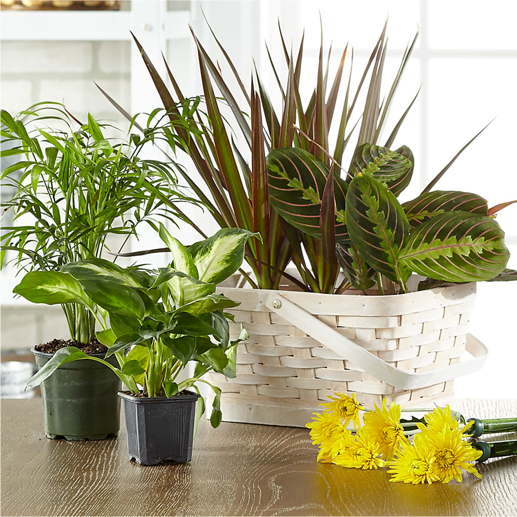 Florist Designed Blooming and Green Plants in a Basket – Village Bloom Florist, Folsom LA