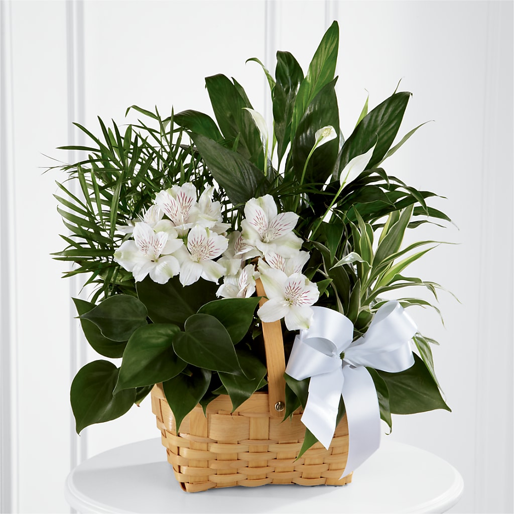 Peace & Serenity Dishgarden – Village Bloom Florist, Folsom LA