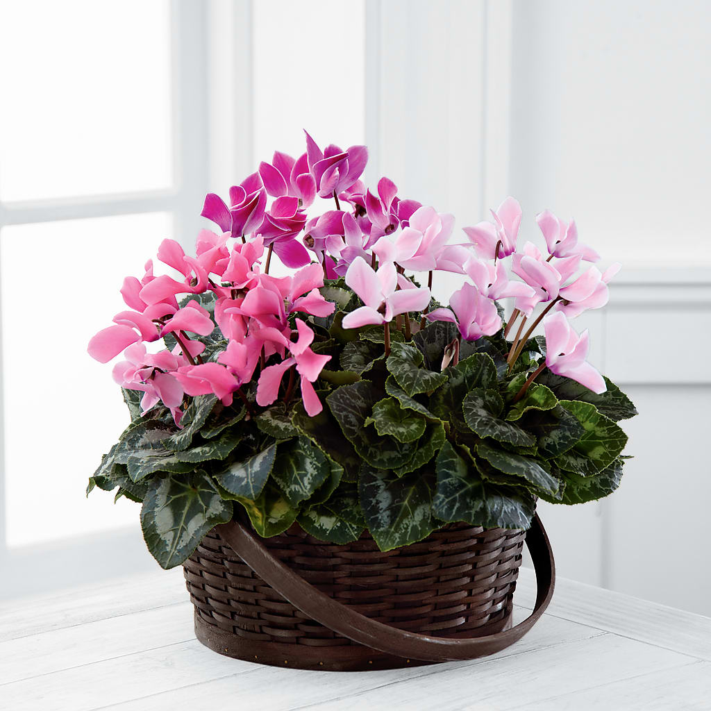 Mixed Cyclamen Planter – Village Bloom Florist, Folsom LA