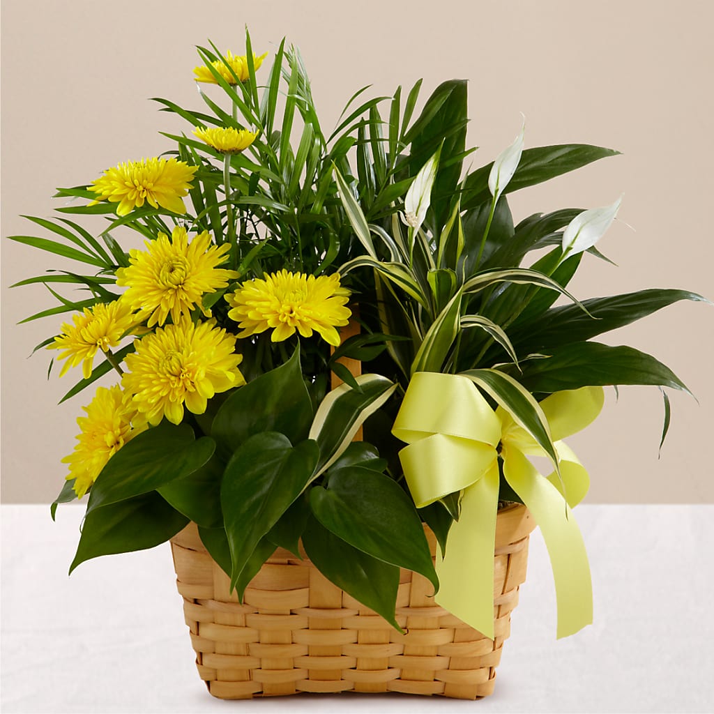 Loving Light Dishgarden – Village Bloom Florist, Folsom LA