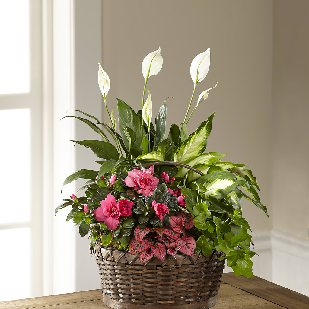 Dream in Pink Dishgarden – Village Bloom Florist, Folsom LA