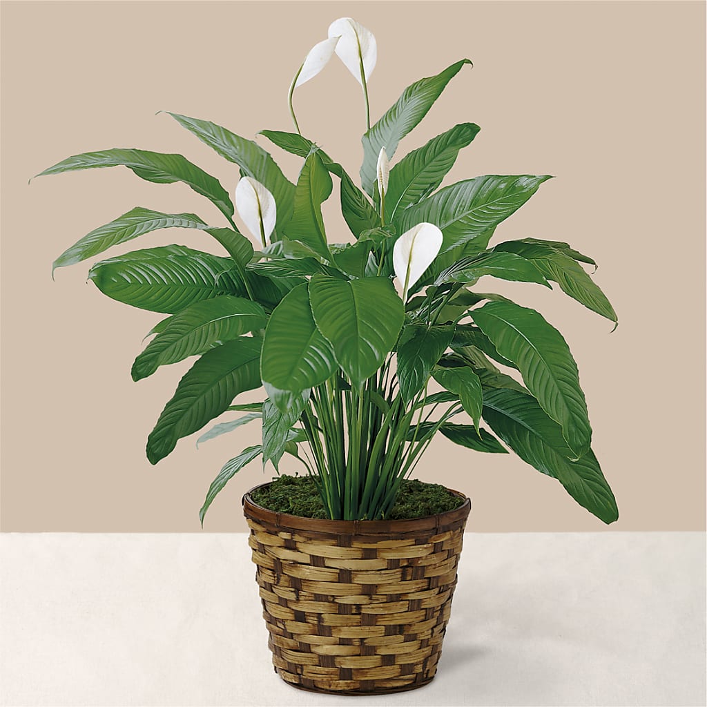 Tranquil Moments Peace Lily Plant – Village Bloom Florist, Folsom LA