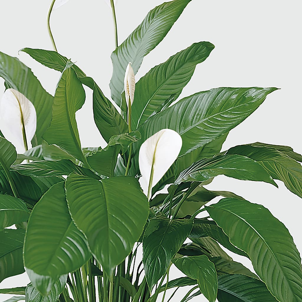 Tranquil Moments Peace Lily Plant – Village Bloom Florist, Folsom LA