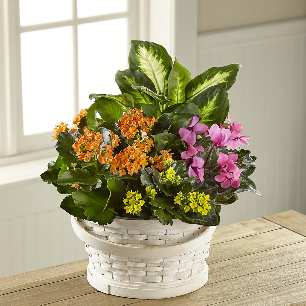 Color Crush Dishgarden – Village Bloom Florist, Folsom LA