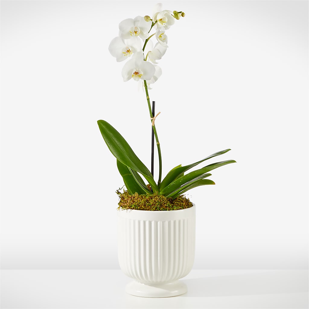 Whispering White Orchid – Village Bloom Florist, Folsom LA