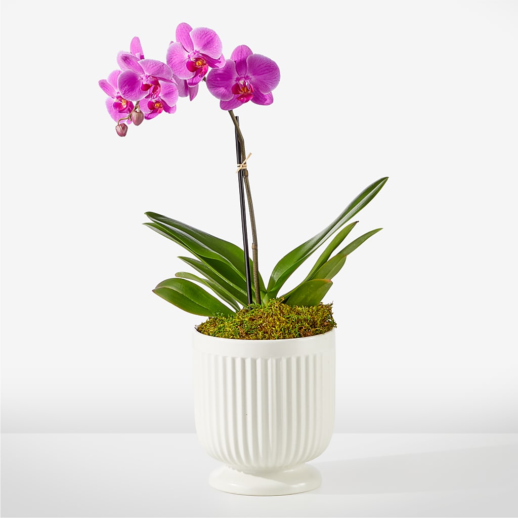Friendly Fuchsia Orchid – Village Bloom Florist, Folsom LA