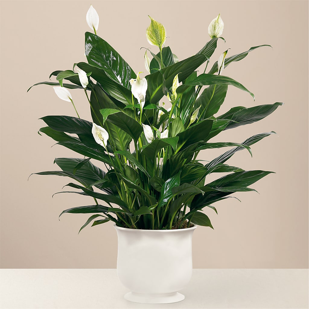 Comfort Planter – Village Bloom Florist, Folsom LA