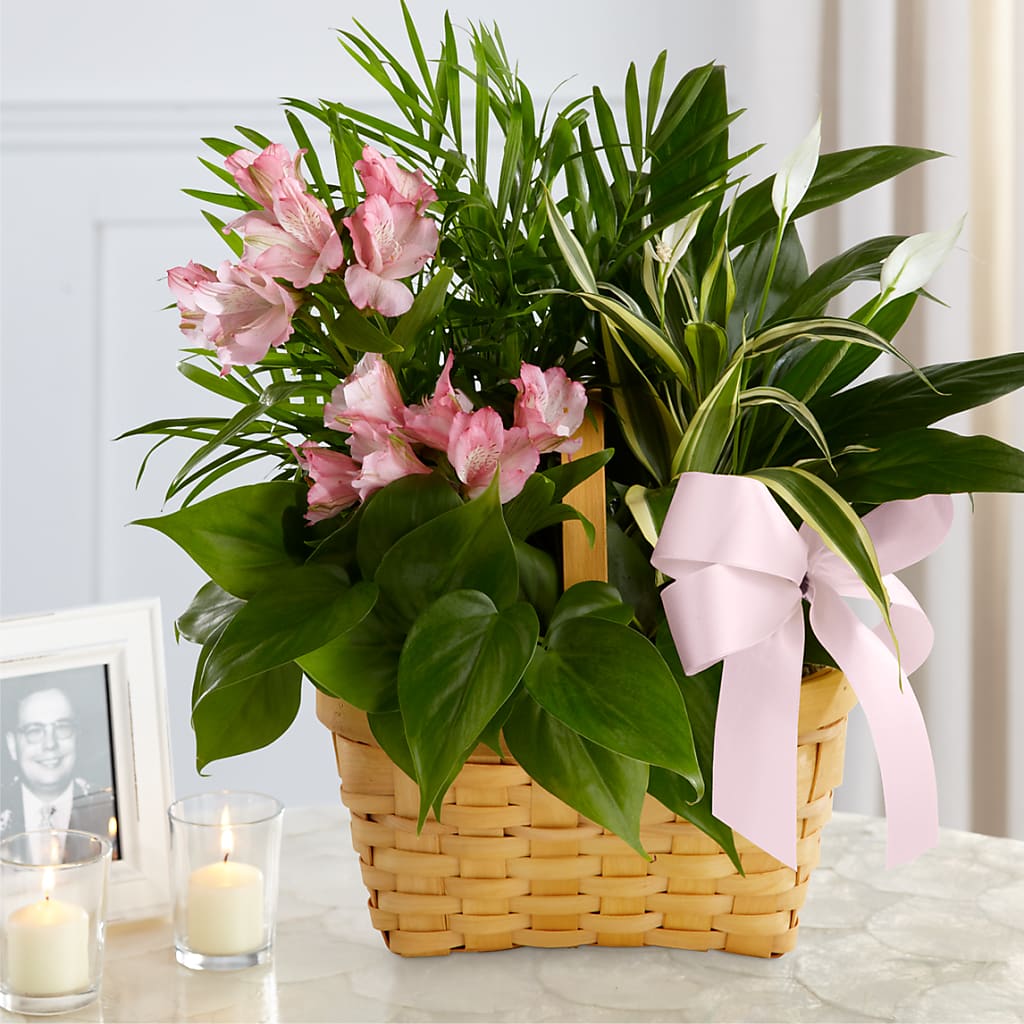 Living Spirit Dishgarden – Village Bloom Florist, Folsom LA