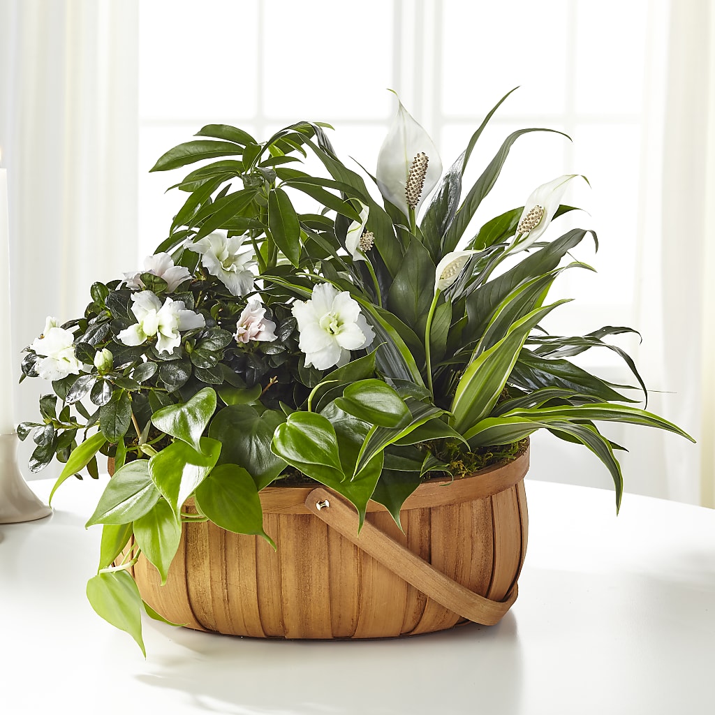 Serene Dishgarden – Village Bloom Florist, Folsom LA