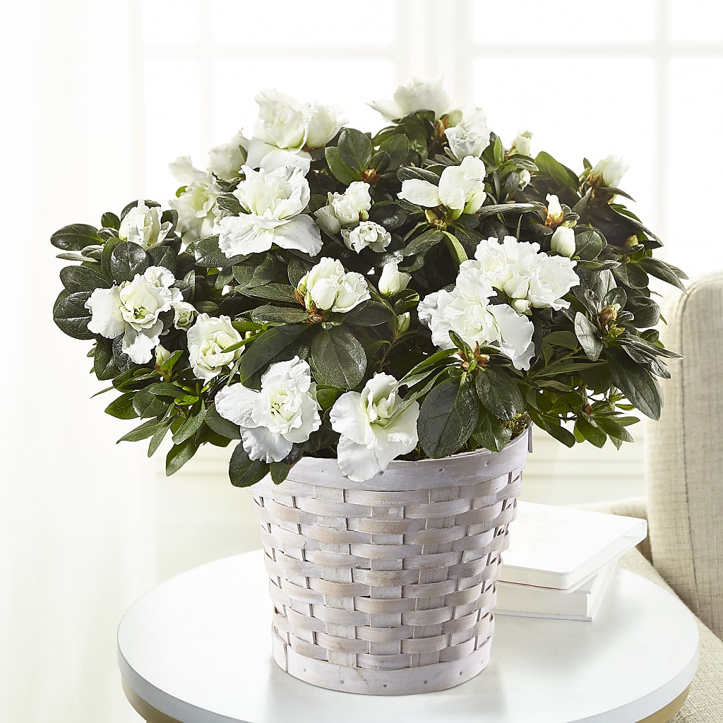 White Azalea Plant – Village Bloom Florist, Folsom LA