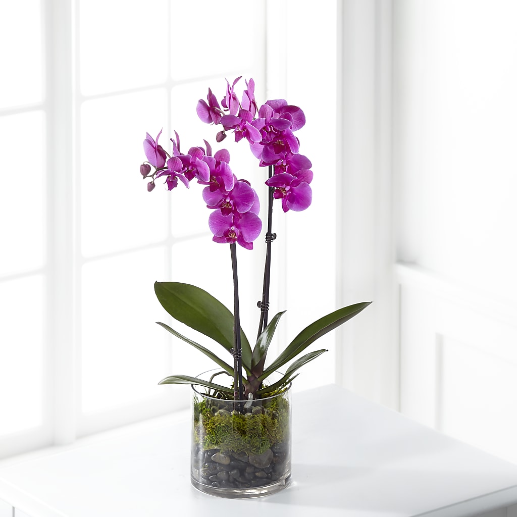 Pink Orchid Plant – Village Bloom Florist, Folsom LA
