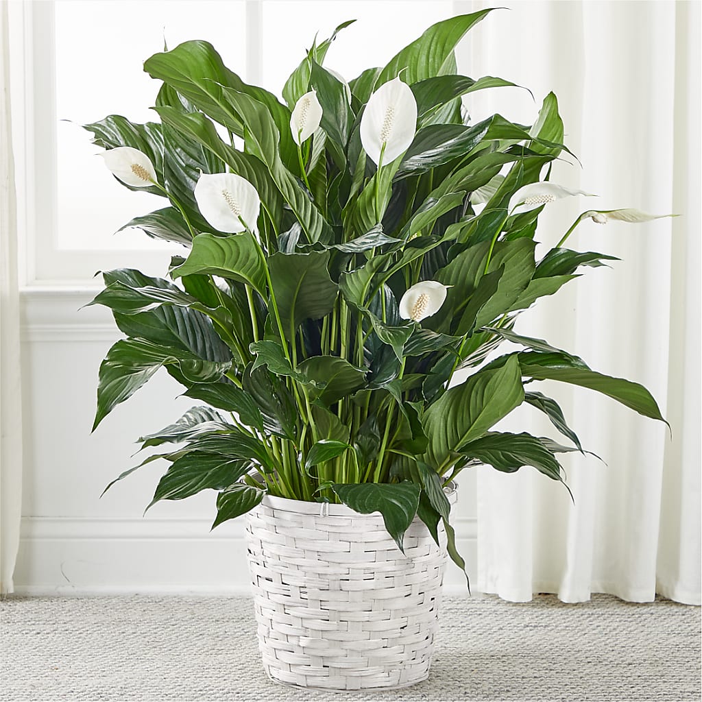 A New Leaf Peace Lily – Village Bloom Florist, Folsom LA