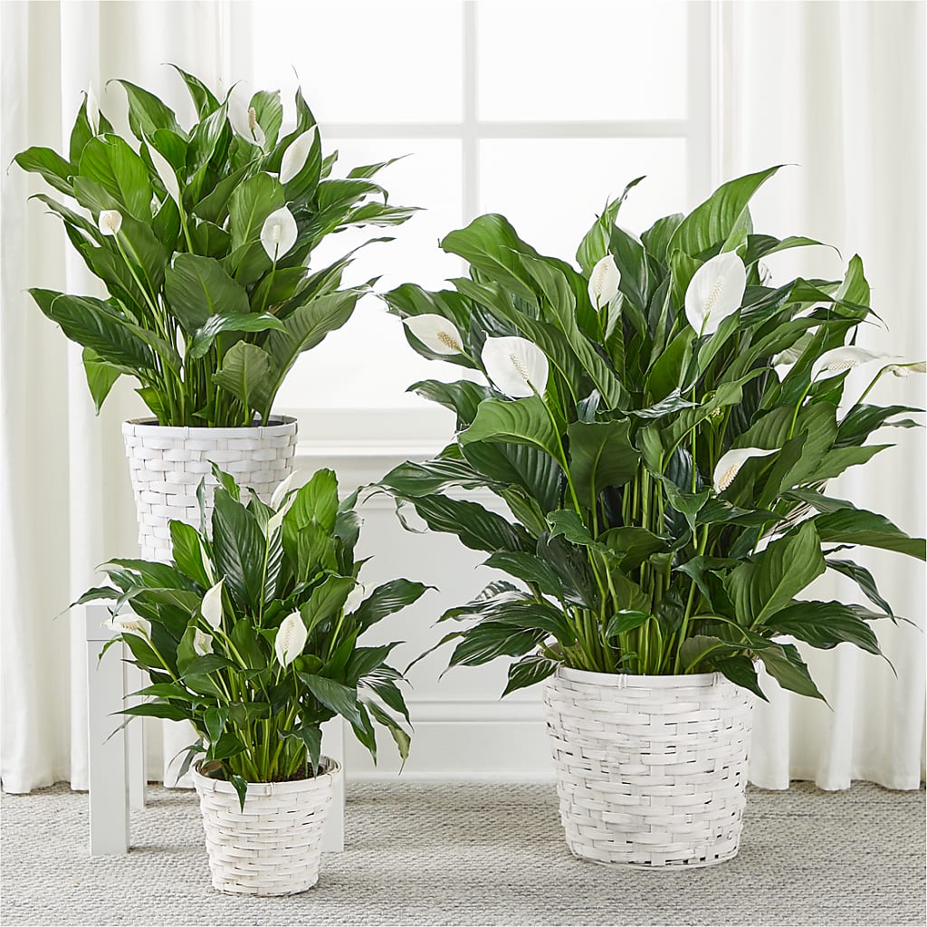 A New Leaf Peace Lily – Village Bloom Florist, Folsom LA
