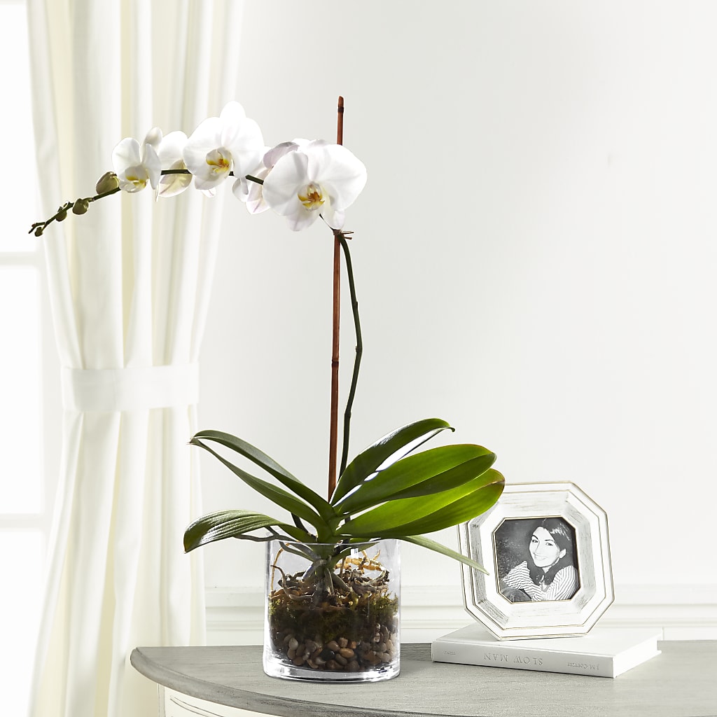 White Orchid Planter – Village Bloom Florist, Folsom LA