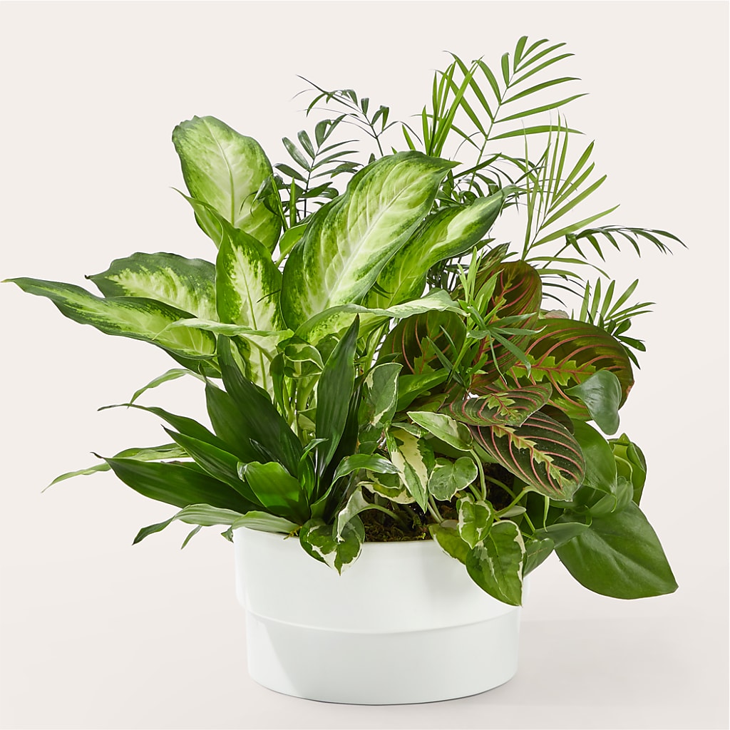 Radiating Positivity Dishgarden – Village Bloom Florist, Folsom LA