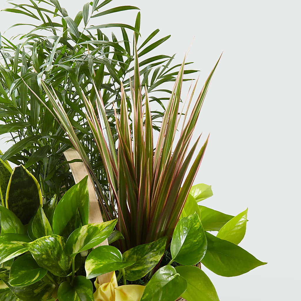 French Garden –  Village Bloom Florist, Folsom LA