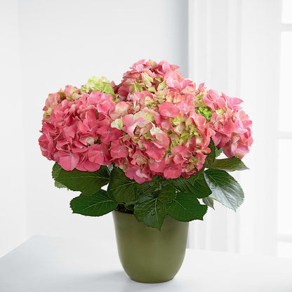 Pink Hydrangea Planter –  Village Bloom Florist, Folsom LA