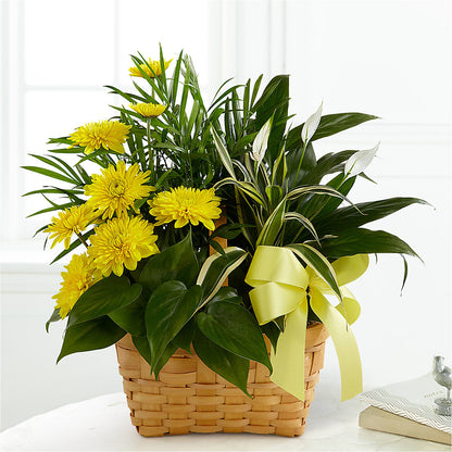 Loving Light Dishgarden –  Village Bloom Florist, Folsom LA
