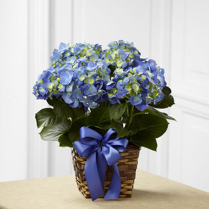 Blue Hydrangea Planter –  Village Bloom Florist, Folsom LA