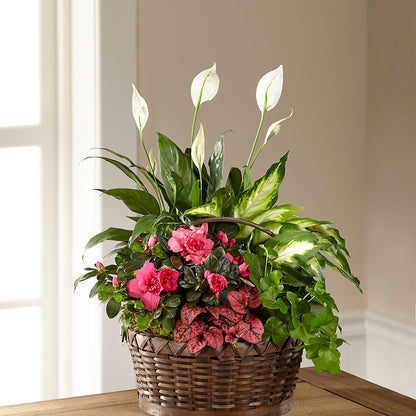 Dream in Pink Dishgarden –  Village Bloom Florist, Folsom LA