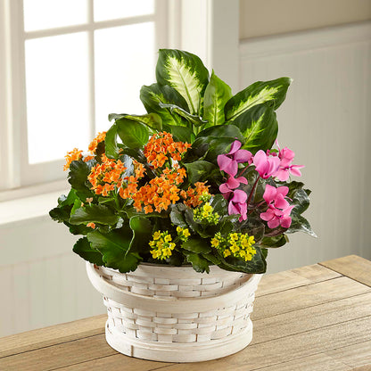 Color Crush Dishgarden –  Village Bloom Florist, Folsom LA