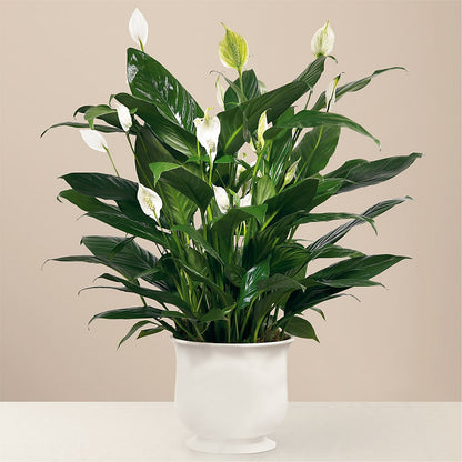 Comfort Planter –  Village Bloom Florist, Folsom LA