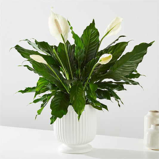 Comfort Planter –  Village Bloom Florist, Folsom LA