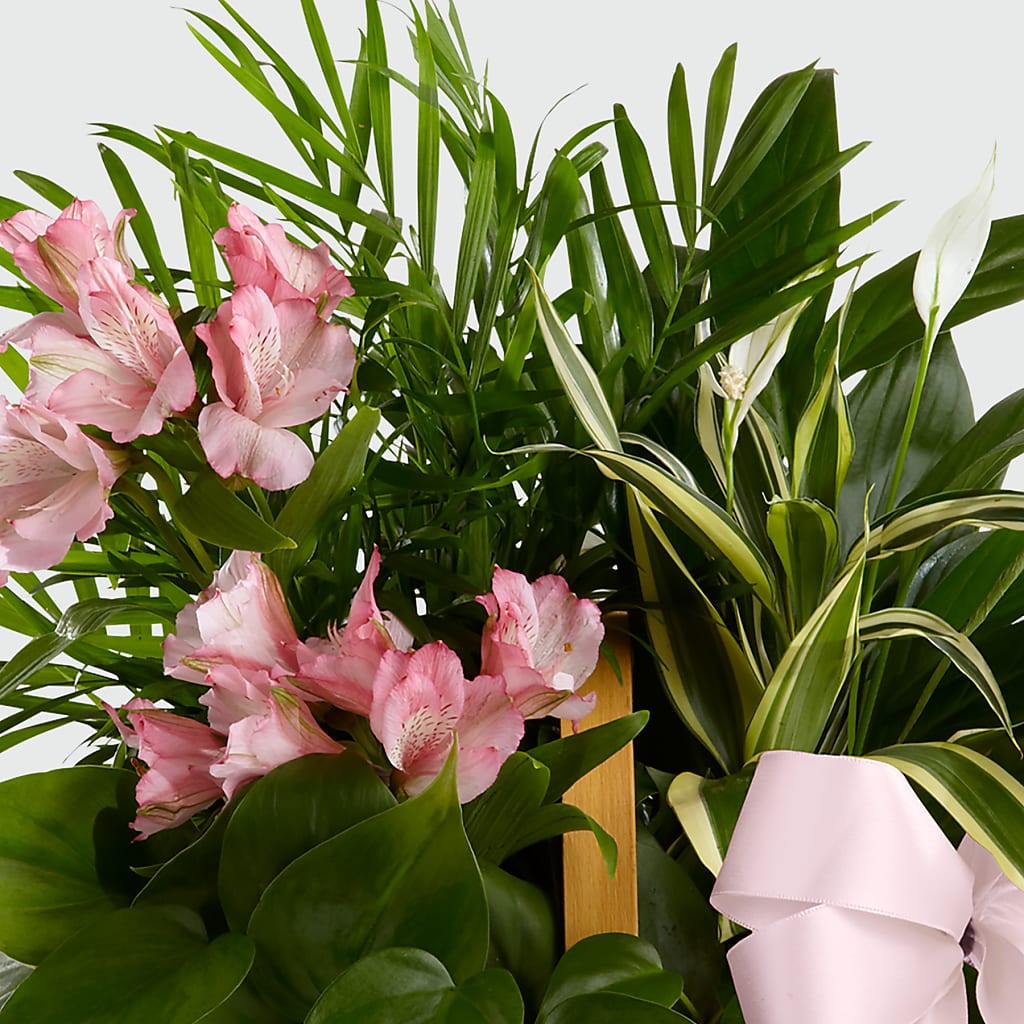 Living Spirit Dishgarden –  Village Bloom Florist, Folsom LA