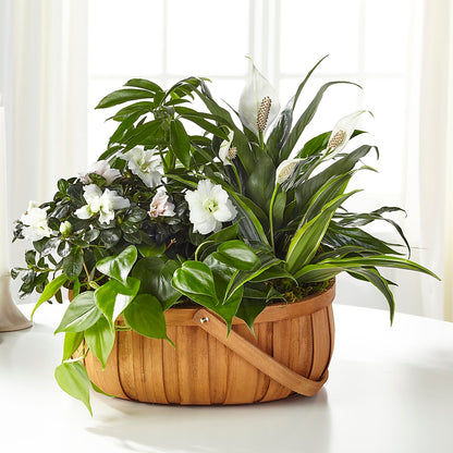 Serene Dishgarden –  Village Bloom Florist, Folsom LA