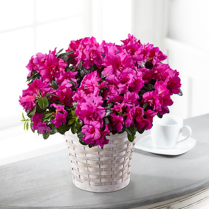 Hope & Serenity Azalea Plant –  Village Bloom Florist, Folsom LA