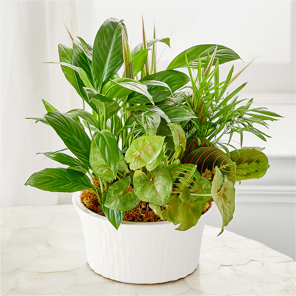 Balance & Harmony Dishgarden –  Village Bloom Florist, Folsom LA