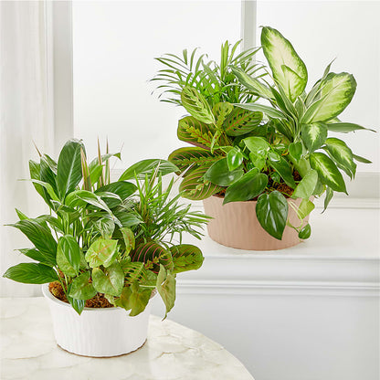 Balance & Harmony Dishgarden –  Village Bloom Florist, Folsom LA