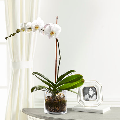 White Orchid Planter –  Village Bloom Florist, Folsom LA