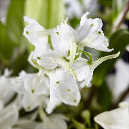 Classic Ivory – A Florist Original –  Village Bloom Florist, Folsom LA