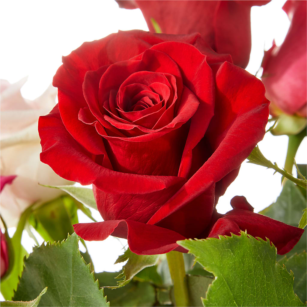 Love Notes Rose Bouquet –  Village Bloom Florist, Folsom LA